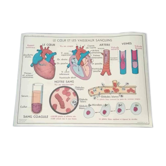 Affiche scolaire vintage - Le coeur et les vaisseaux sanguins l’absorption et la déglutition