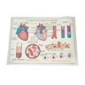 Affiche scolaire vintage - Le coeur et les vaisseaux sanguins l’absorption et la déglutition
