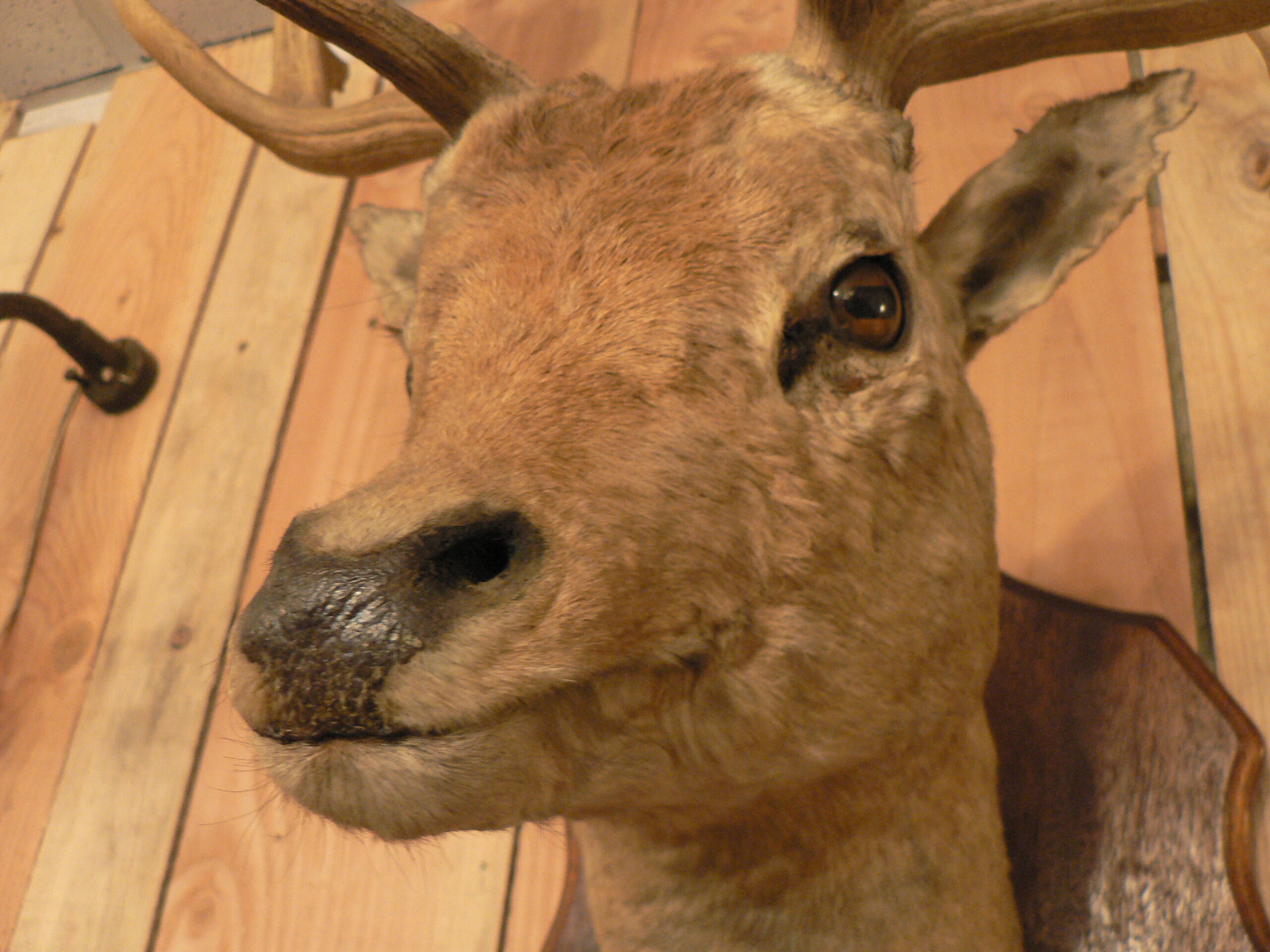 Naturalized deer hunting trophy head
