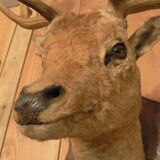 Naturalized deer hunting trophy head