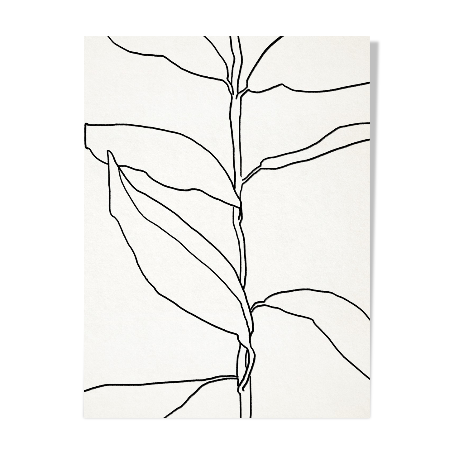 Botanical illustration black lines 50x70cm