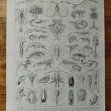 Original lithograph on crustaceans