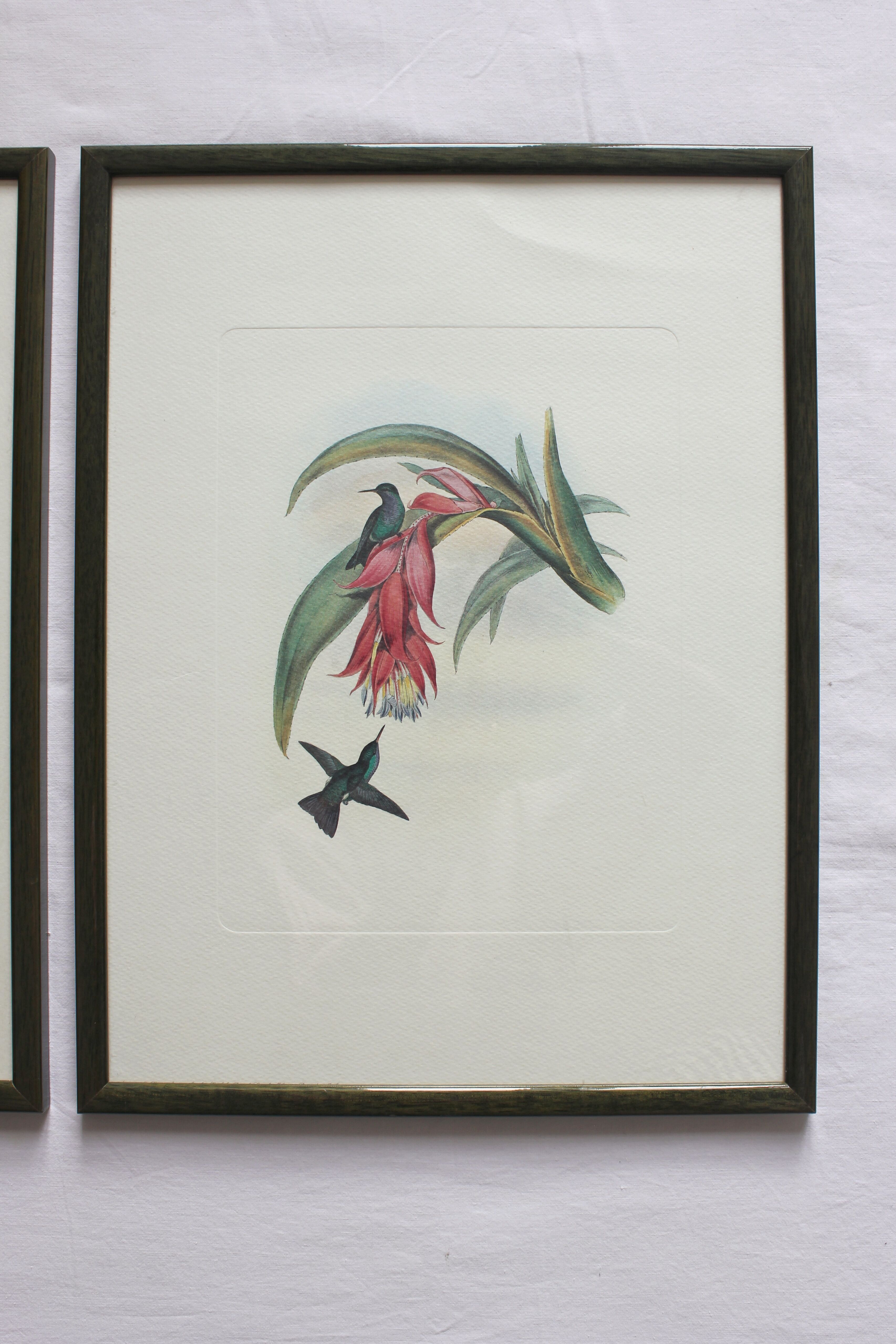 2 framed bird lithographs, vintage watercolor posters