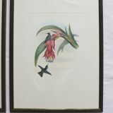 2 framed bird lithographs, vintage watercolor posters