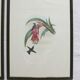 2 lithographies d'oiseaux encadrées, affiches aquarelles vintage