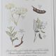 Botanical engraving -Herbal tea to exonerate- Illustration of medicinal plants and herbs