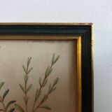 Vintage botanical illustration