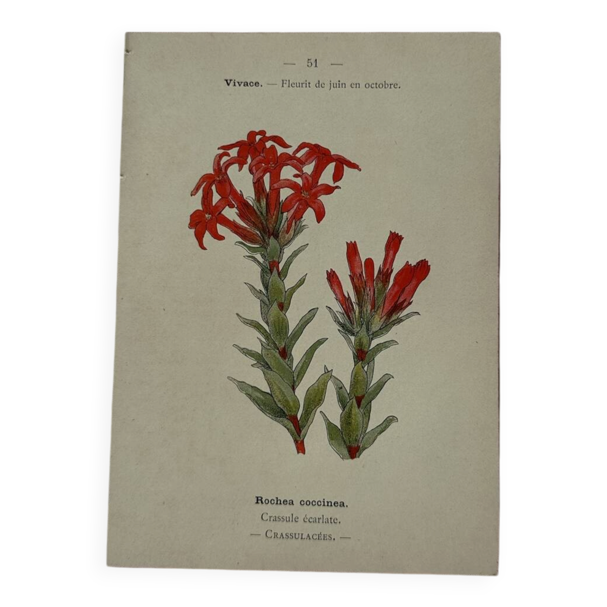 Botanical lithograph French flower double-sided naturalist