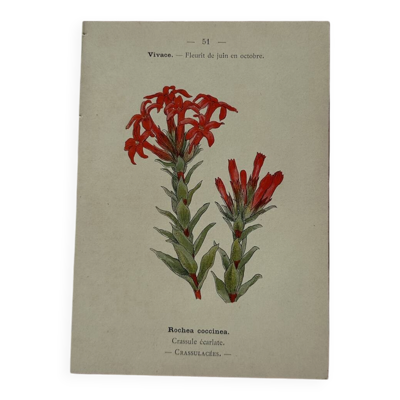 Gravure botanique litho fleur Française recto verso naturaliste