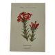 Botanical lithograph French flower double-sided naturalist