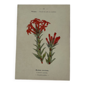 Botanical lithograph French flower double-sided naturalist
