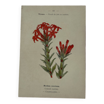 Botanical lithograph French flower double-sided naturalist