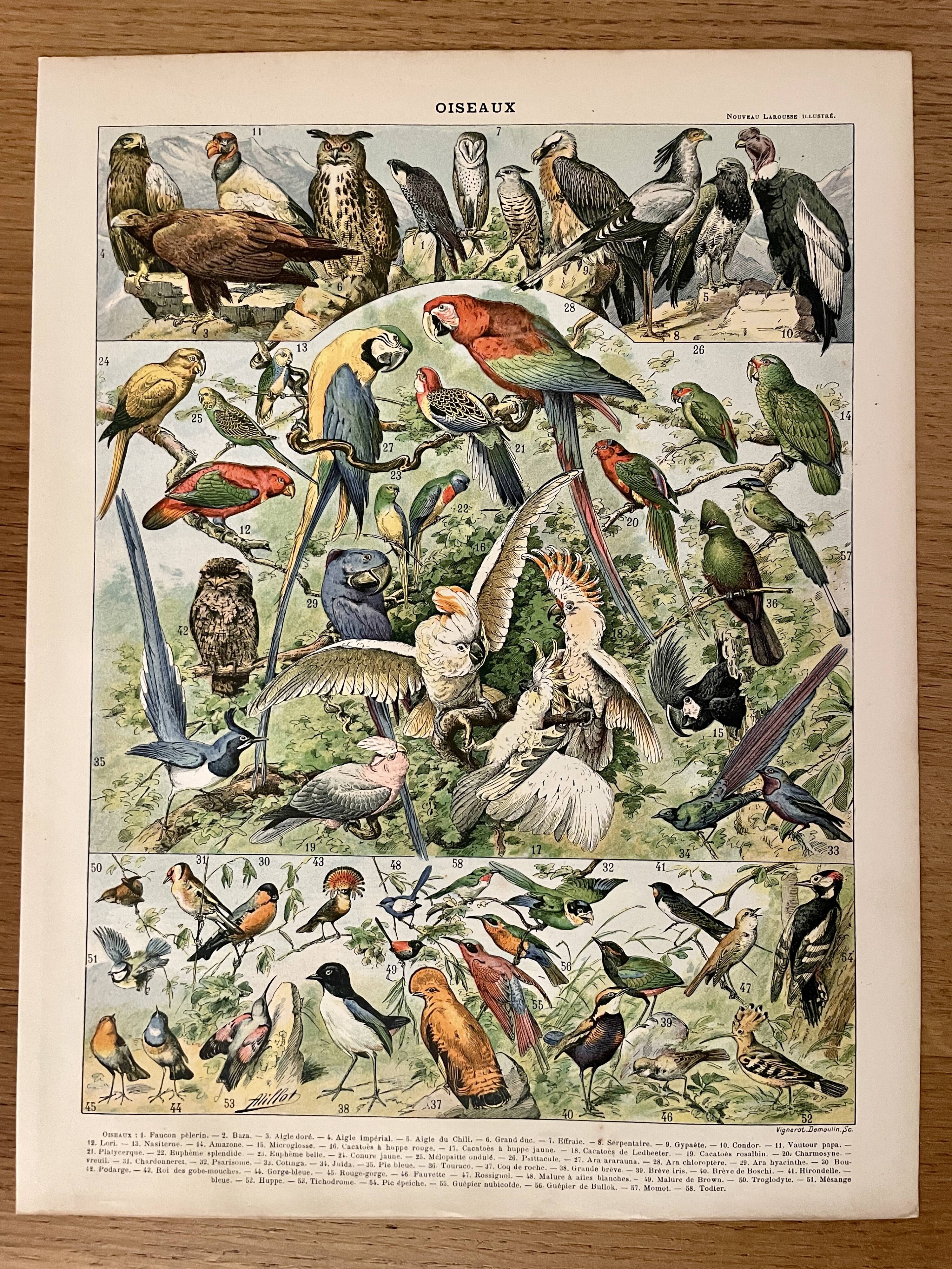 Lithographie sur les oiseaux (oiseaux de paradis) - 1900