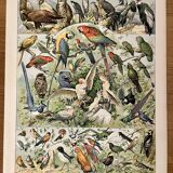 Lithograph of birds (birds of paradise) - 1900