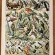 Lithographie sur les oiseaux (oiseaux de paradis) - 1900