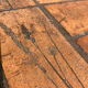 Table basse herbier P. Garnier