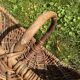 Basket with wicker handle picking vegetable garden mushrooms