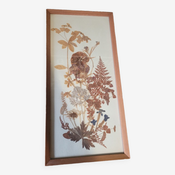 Herbarium under vintage frame