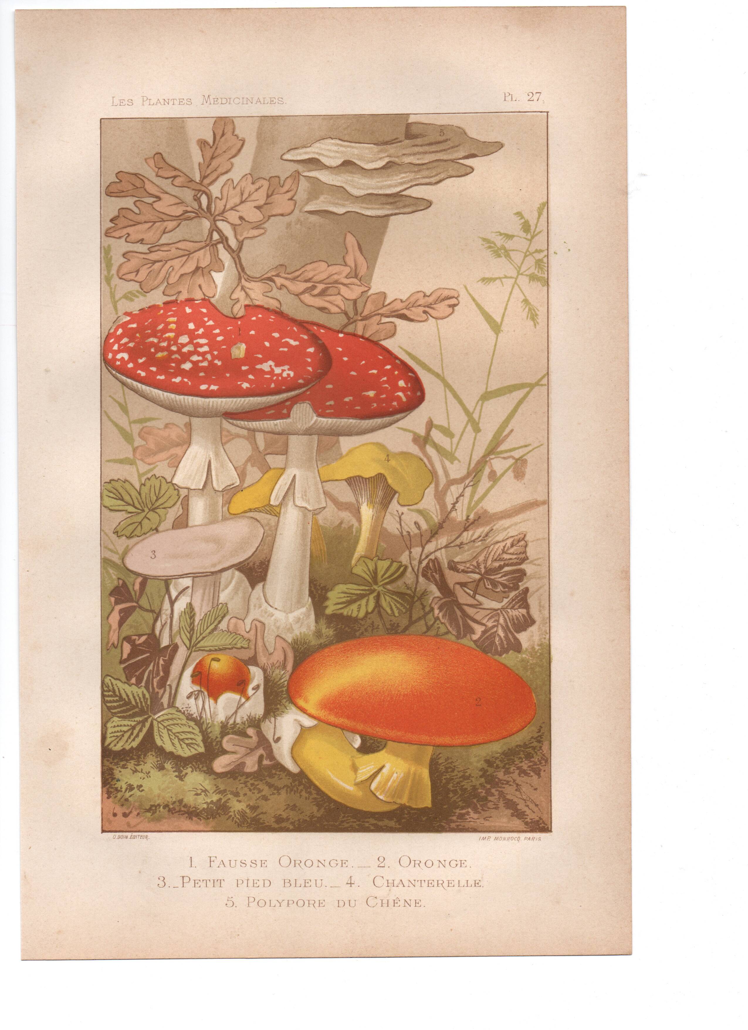 Old engraving from 1889 - Medicinal mushrooms - Botanical illustration