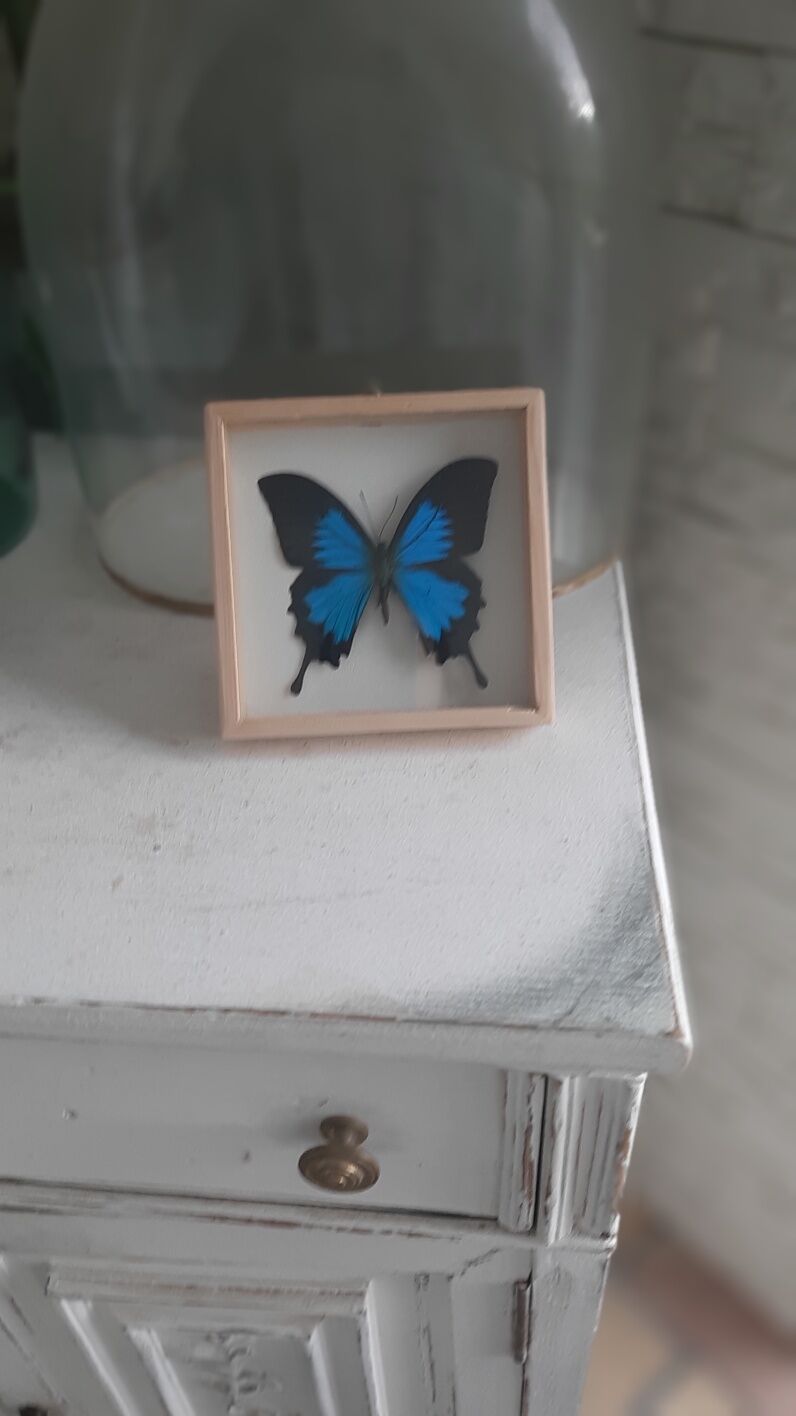 Cadre papillon bleu argenté cabinet de curiosité encadrement taxidermie