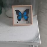 Frame butterfly silver blue cabinet of curiosity framing taxidermy