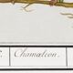 Small poster on the Chameleon, after an old engraving from 1610.