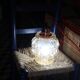 Lampe baladeuse en verre moulé