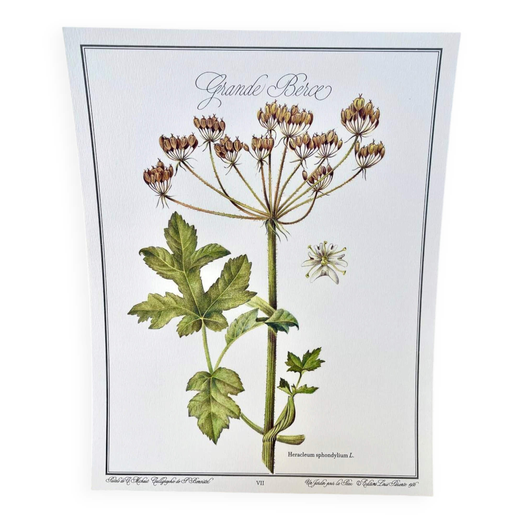 Botanical plate – Giant hogweed – Louis Pariente, 1986
