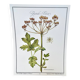 Botanical plate – Giant hogweed – Louis Pariente, 1986