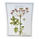 Botanical plate – Giant hogweed – Louis Pariente, 1986