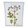 Botanical plate – Giant hogweed – Louis Pariente, 1986