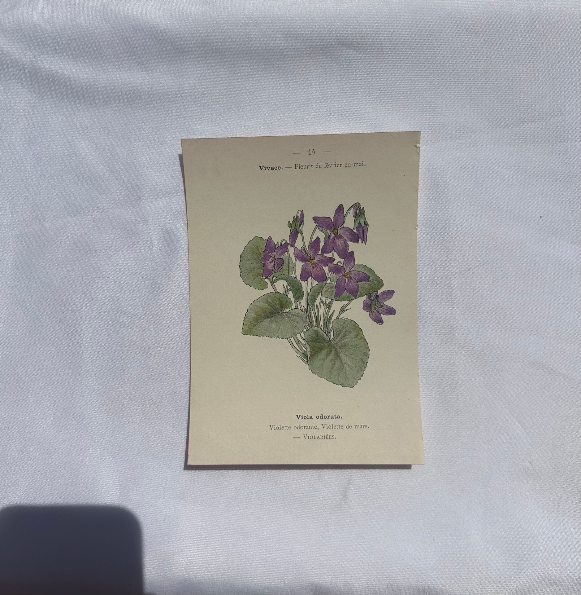 🌿 Botanical Plate Old Naturalist Engraving 19th Century Double-Sided A