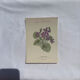 🌿 Botanical Plate Old Naturalist Engraving 19th Century Double-Sided A