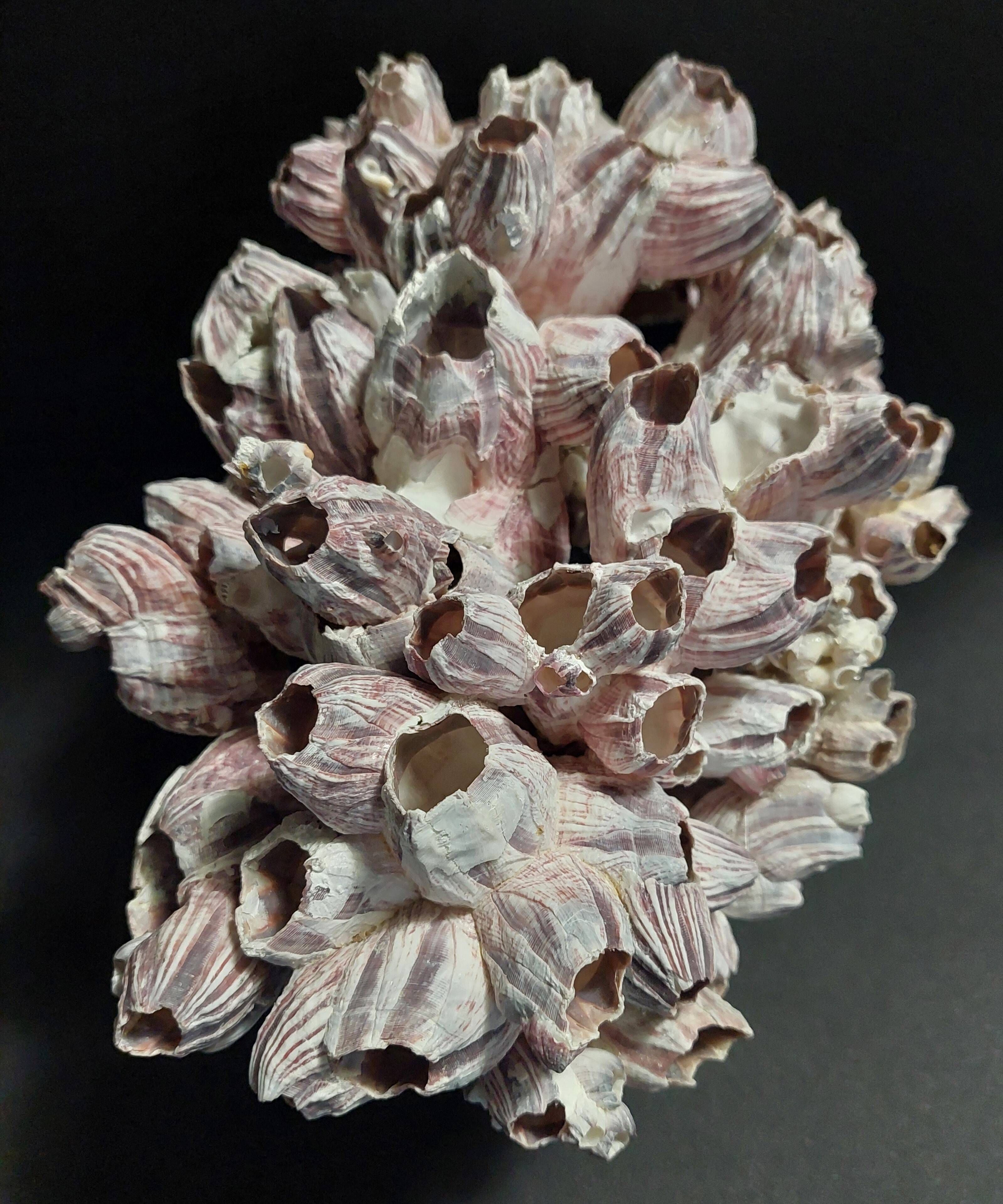 Cabinet of Curiosities balanes perforatus perforatus on a base