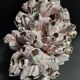 Cabinet of Curiosities balanes perforatus perforatus on a base