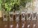 Set of 6 orangeade glasses in Sèvres crystal
