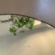 Miroir oval biseauté vintage 44x60cm