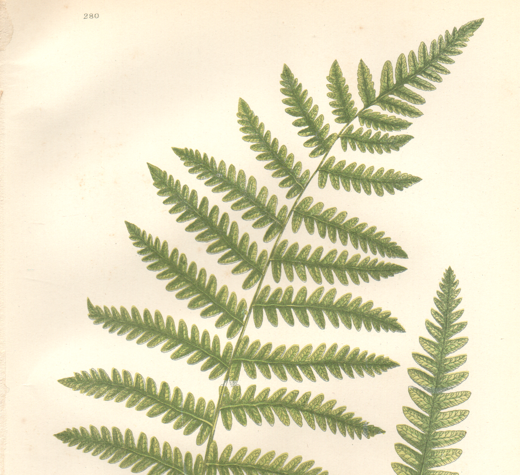 Planche ancienne botanique 1889 - Fougère des marais par A. Pratt. Gravure