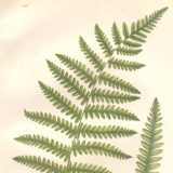 Planche ancienne botanique 1889 - Fougère des marais par A. Pratt. Gravure