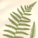 Antique botanical illustration, 1889 - Marsh fern by A. Pratt. Engraving
