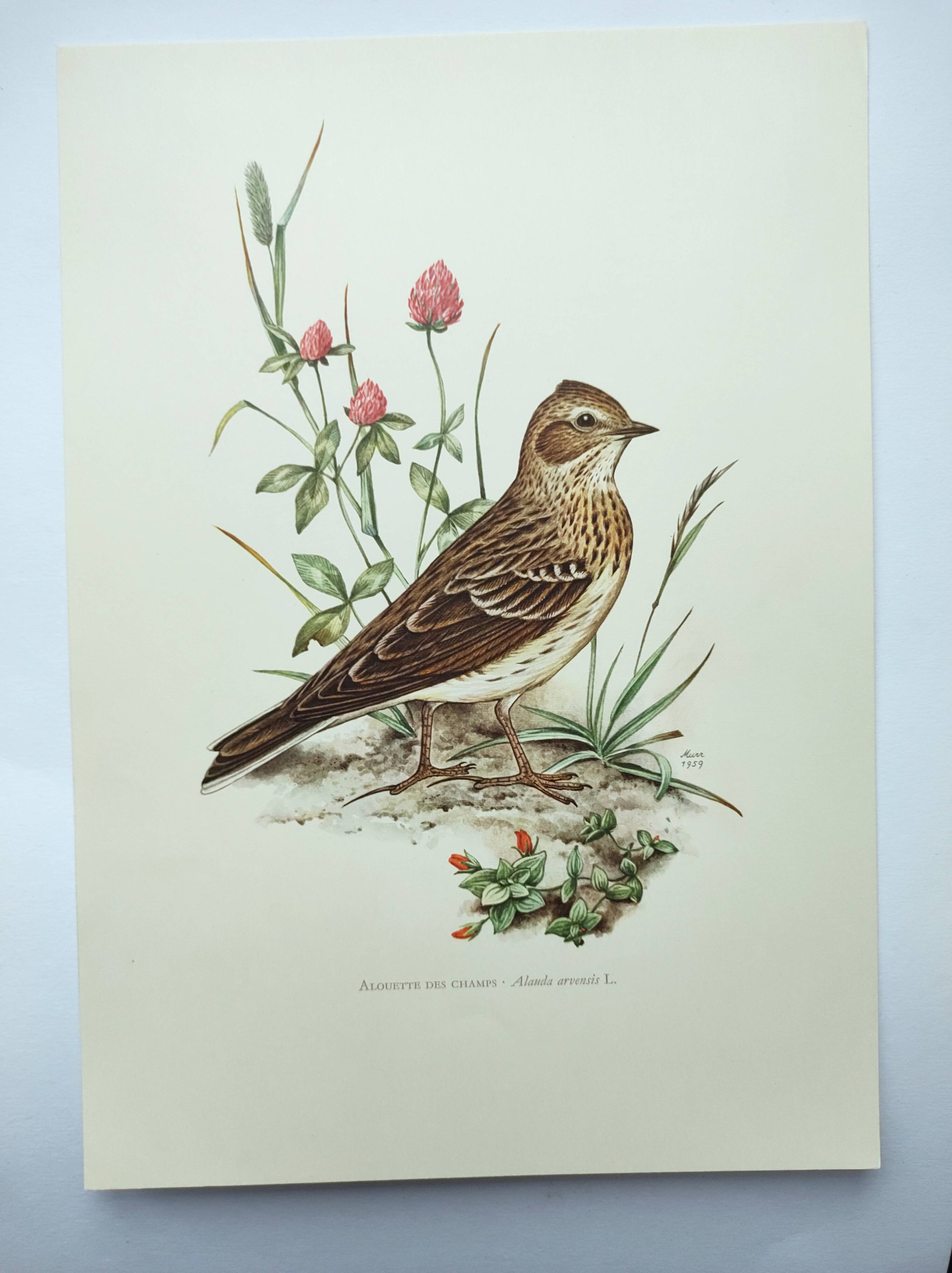 Old bird board 1960s - Skylark - Illustration to frame