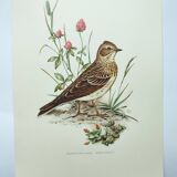 Old bird board 1960s - Skylark - Illustration to frame