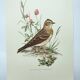 Old bird board 1960s - Skylark - Illustration to frame