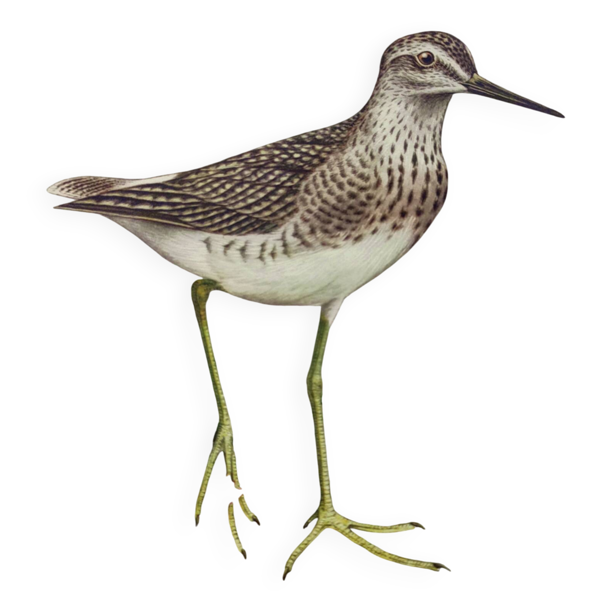 Antique bird plate from the 1960s - Wood Knight - Illustration