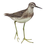 Antique bird plate from the 1960s - Wood Knight - Illustration