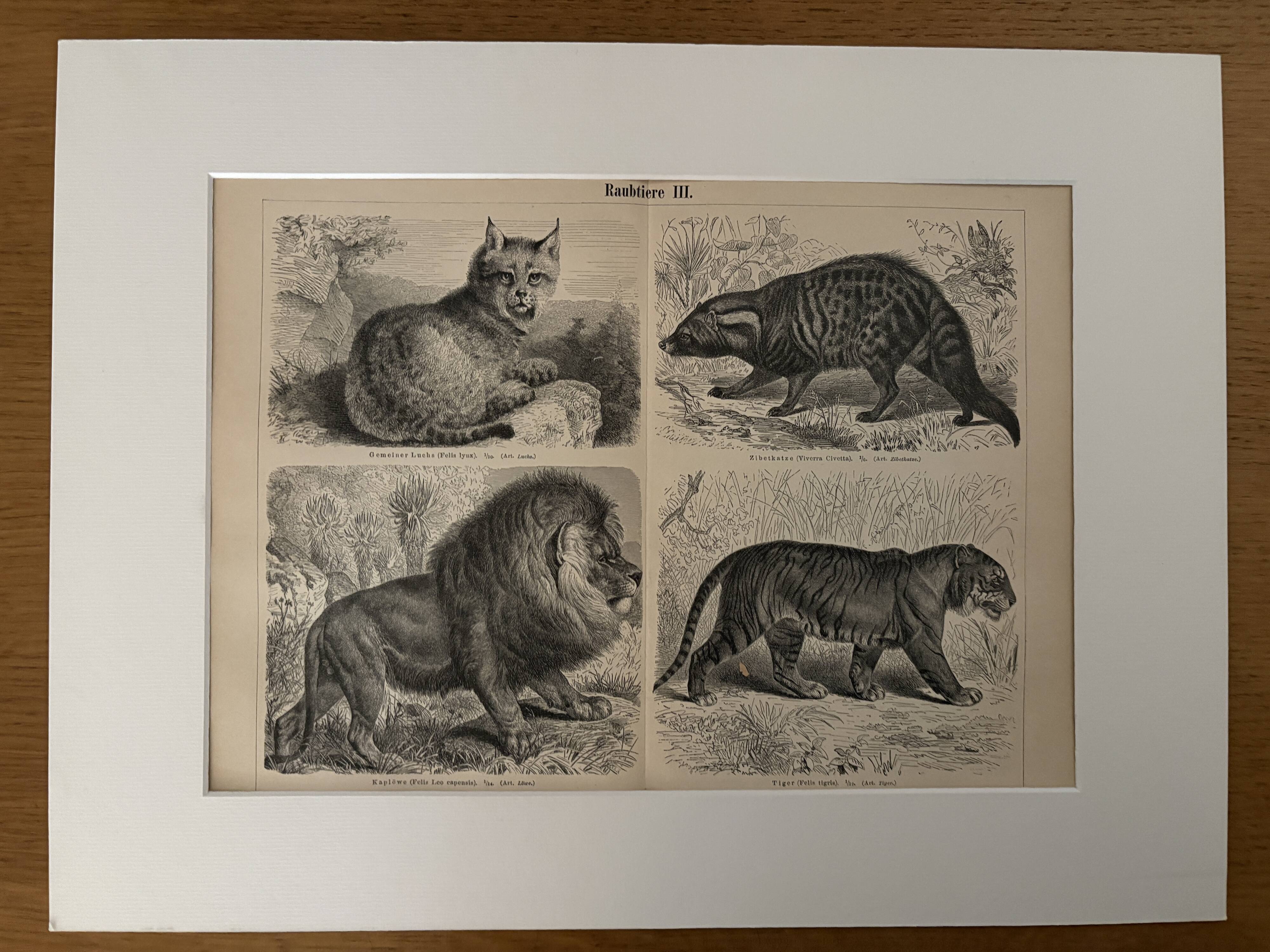 Vintage engraving of felines (lion, tiger, lynx) – 1890