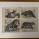 Vintage engraving of felines (lion, tiger, lynx) – 1890