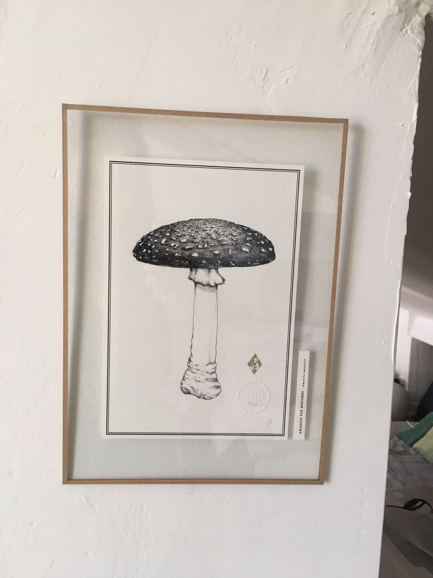 Illustration "amanite kills flies" limited series