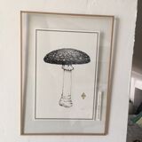Illustration "amanite kills flies" limited series
