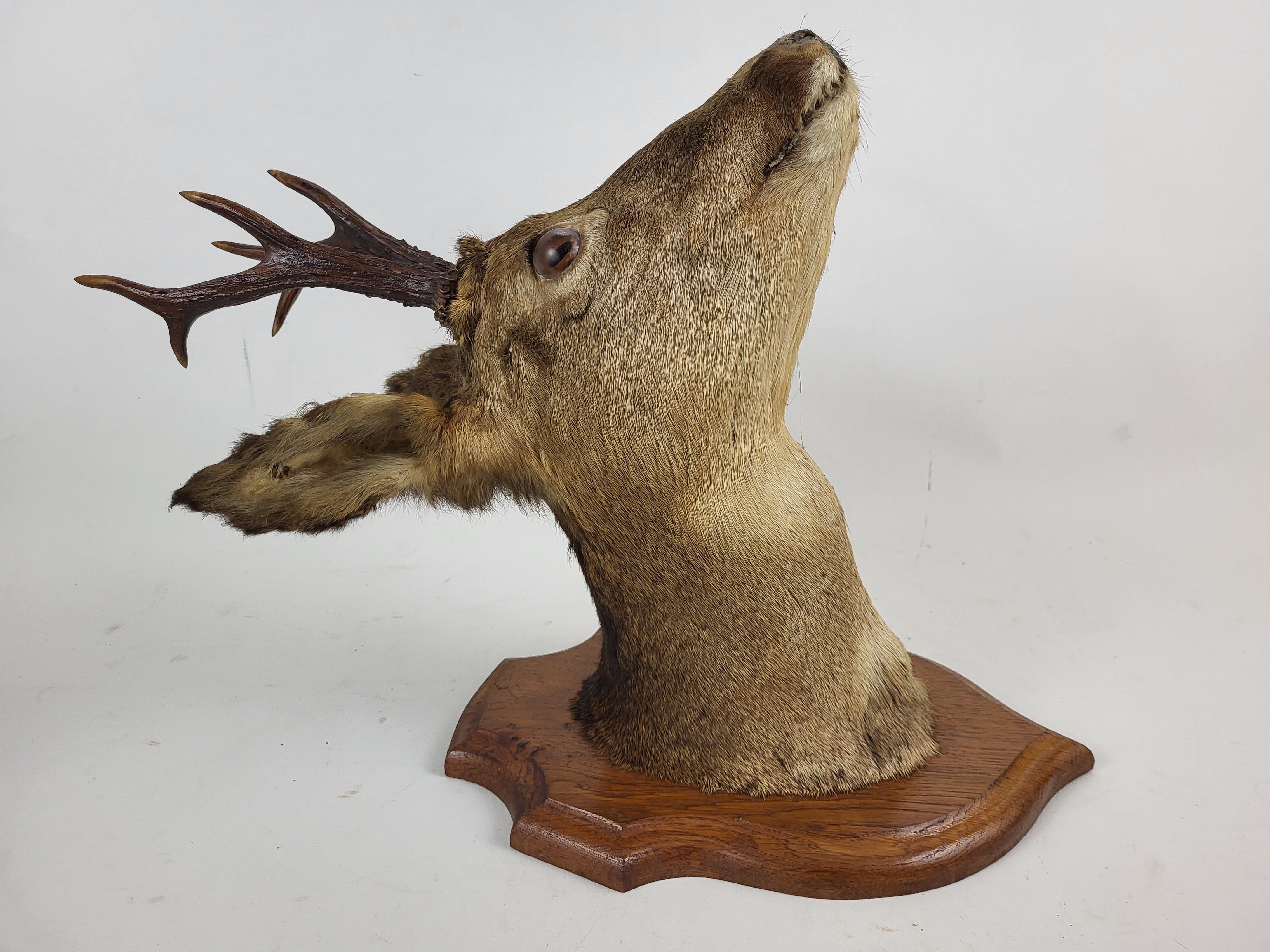 Deer head stuffed and naturalized Taxidermy